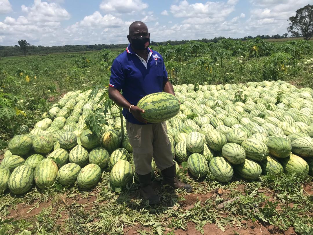 Organic South Sudan Watermelons