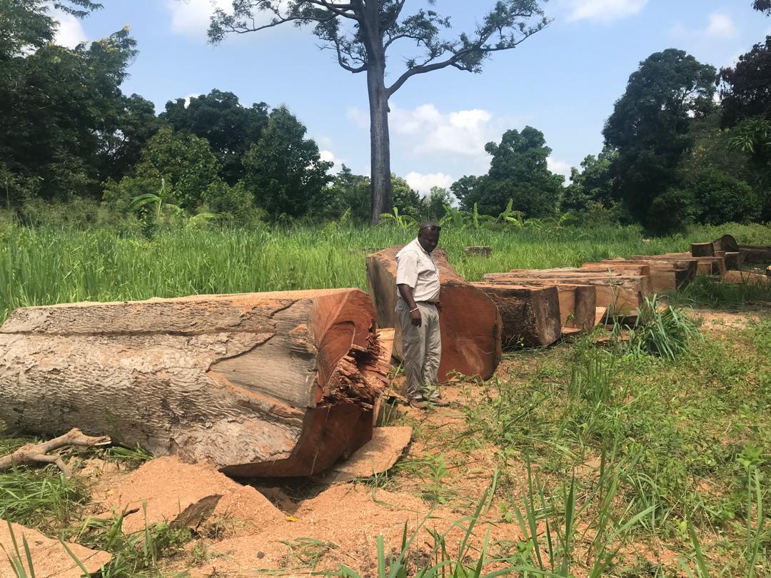 International Timber Export